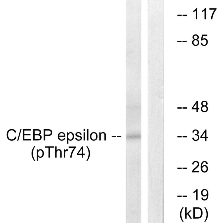 Western Blot - Anti-CEBP epsilon (phospho Thr74) Antibody (A0827) - Antibodies.com