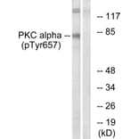 Western Blot - Anti-PKC alpha (phospho Tyr657) Antibody (A0800) - Antibodies.com
