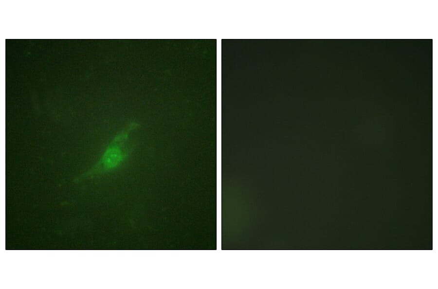 Immunofluorescence - Anti-Period Circadian Protein 2 Antibody (B1223) - Antibodies.com