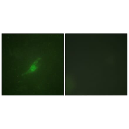 Immunofluorescence - Anti-Period Circadian Protein 2 Antibody (B1223) - Antibodies.com