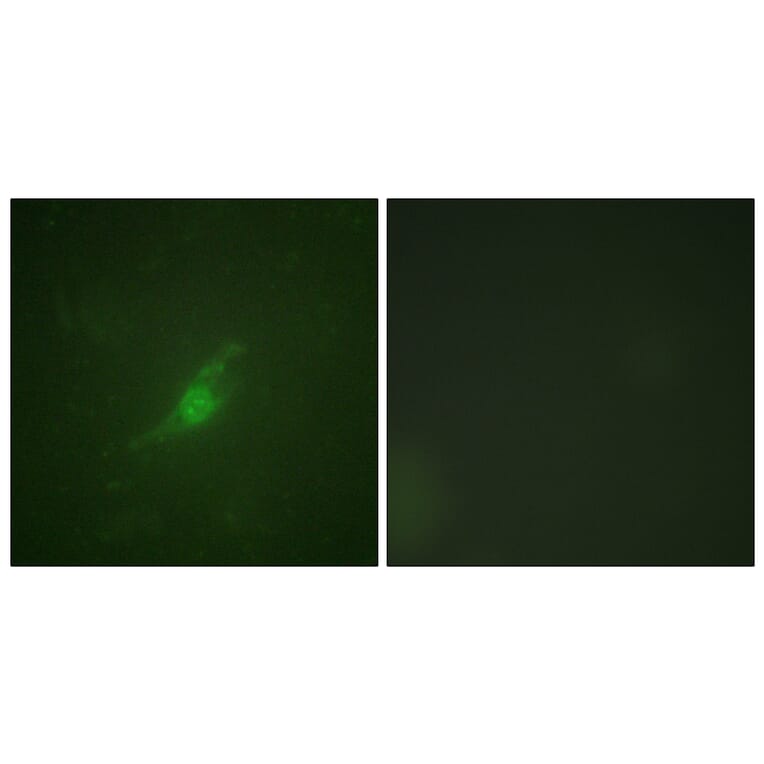 Immunofluorescence - Anti-Period Circadian Protein 2 Antibody (B1223) - Antibodies.com