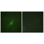 Immunofluorescence - Anti-Period Circadian Protein 2 Antibody (B1223) - Antibodies.com