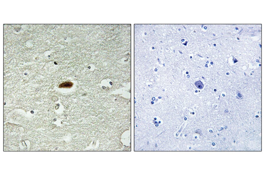 Immunohistochemistry - Anti-Period Circadian Protein 2 Antibody (B1223) - Antibodies.com