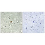 Immunohistochemistry - Anti-Period Circadian Protein 2 Antibody (B1223) - Antibodies.com