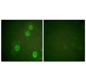 Immunofluorescence - Anti-Histone H4 (phospho Ser47) Antibody (A0949) - Antibodies.com