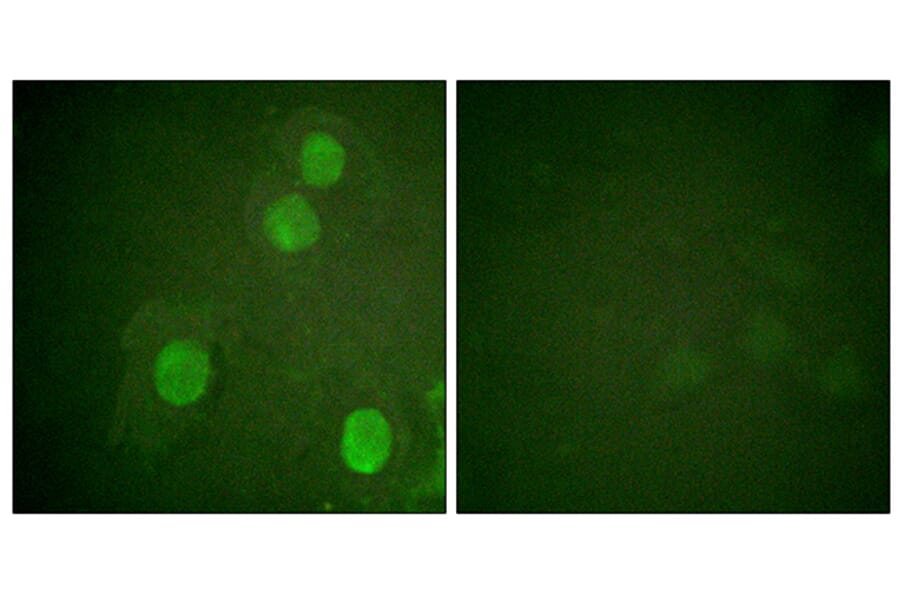 Immunofluorescence - Anti-Histone H4 (phospho Ser47) Antibody (A0949) - Antibodies.com