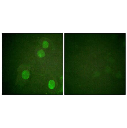 Immunofluorescence - Anti-Histone H4 (phospho Ser47) Antibody (A0949) - Antibodies.com