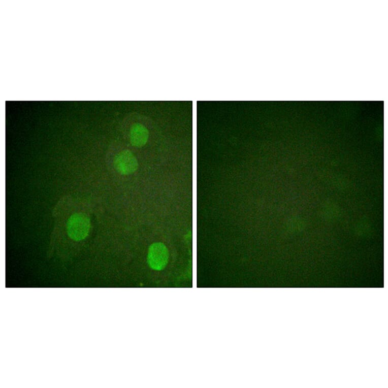 Immunofluorescence - Anti-Histone H4 (phospho Ser47) Antibody (A0949) - Antibodies.com