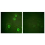 Immunofluorescence - Anti-Histone H4 (phospho Ser47) Antibody (A0949) - Antibodies.com
