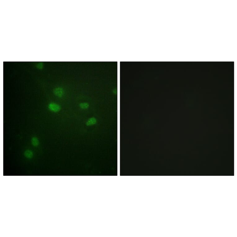 Immunofluorescence - Anti-Histone H3 (phospho Thr11) Antibody (A0662) - Antibodies.com