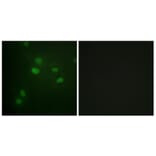 Immunofluorescence - Anti-Histone H3 (phospho Thr11) Antibody (A0662) - Antibodies.com