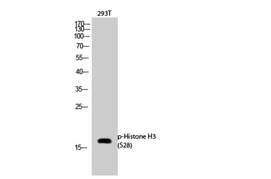 Western Blot - Anti-Histone H3 (phospho Ser28) Antibody (A0435) - Antibodies.com
