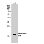Western Blot - Anti-Histone H3 (phospho Ser28) Antibody (A0435) - Antibodies.com