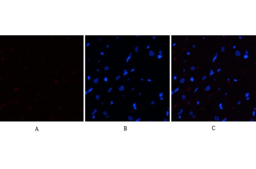 Immunofluorescence - Anti-eIF2 alpha (phospho Ser51) Antibody (A7066) - Antibodies.com
