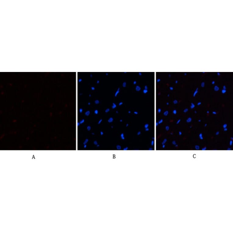 Immunofluorescence - Anti-eIF2 alpha (phospho Ser51) Antibody (A7066) - Antibodies.com