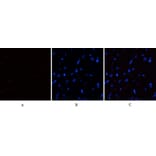 Immunofluorescence - Anti-eIF2 alpha (phospho Ser51) Antibody (A7066) - Antibodies.com