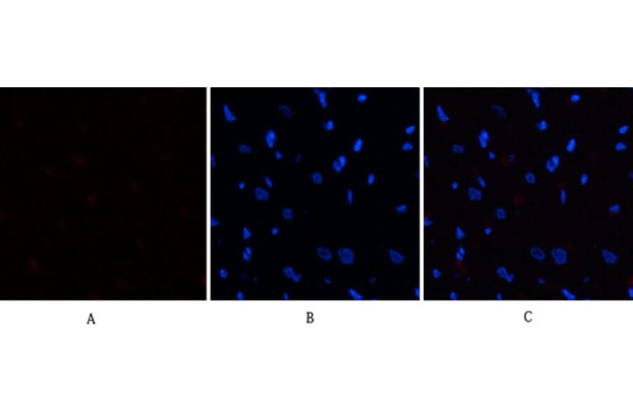 Immunofluorescence - Anti-eIF2 alpha (phospho Ser51) Antibody (A7066) - Antibodies.com