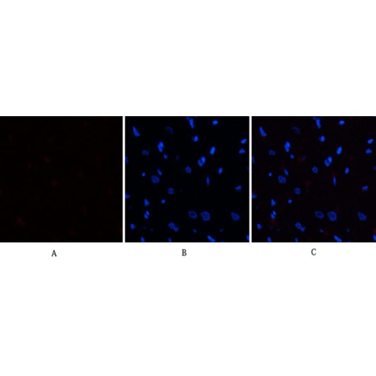 Immunofluorescence - Anti-eIF2 alpha (phospho Ser51) Antibody (A7066) - Antibodies.com