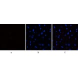 Immunofluorescence - Anti-eIF2 alpha (phospho Ser51) Antibody (A7066) - Antibodies.com