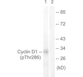 Western Blot - Anti-Cyclin D1 (phospho Thr286) Antibody (A0417) - Antibodies.com