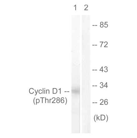 Western Blot - Anti-Cyclin D1 (phospho Thr286) Antibody (A0417) - Antibodies.com