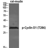 Western Blot - Anti-Cyclin D1 (phospho Thr286) Antibody (A0417) - Antibodies.com