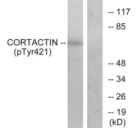 Western Blot - Anti-Cortactin (phospho Tyr421) Antibody (A7049) - Antibodies.com