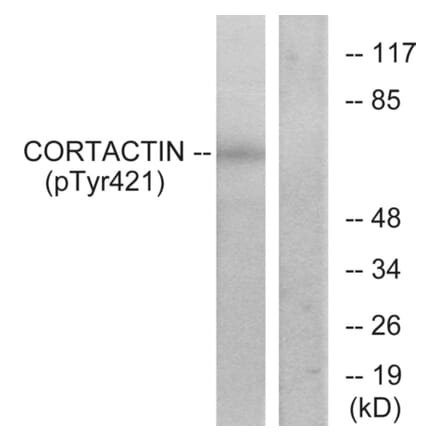 Western Blot - Anti-Cortactin (phospho Tyr421) Antibody (A7049) - Antibodies.com