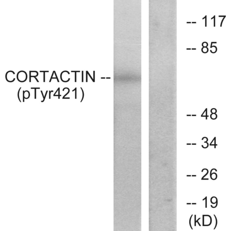 Western Blot - Anti-Cortactin (phospho Tyr421) Antibody (A7049) - Antibodies.com