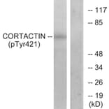 Western Blot - Anti-Cortactin (phospho Tyr421) Antibody (A7049) - Antibodies.com