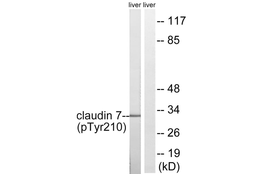 Western Blot - Anti-Claudin 7 (phospho Tyr210) Antibody (A8321) - Antibodies.com