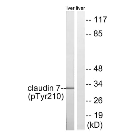 Western Blot - Anti-Claudin 7 (phospho Tyr210) Antibody (A8321) - Antibodies.com