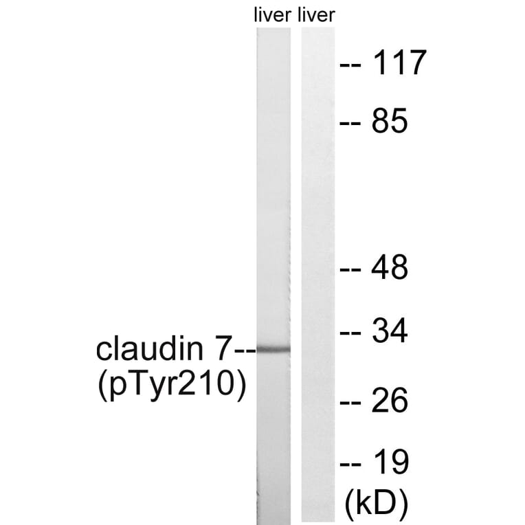 Western Blot - Anti-Claudin 7 (phospho Tyr210) Antibody (A8321) - Antibodies.com