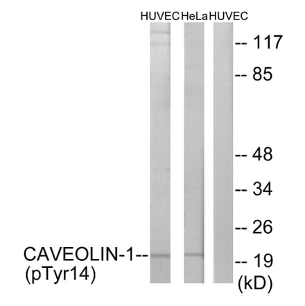 Western Blot - Anti-Caveolin-1 (phospho Tyr14) Antibody (A7034) - Antibodies.com
