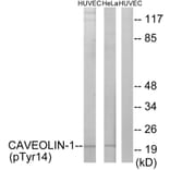 Western Blot - Anti-Caveolin-1 (phospho Tyr14) Antibody (A7034) - Antibodies.com