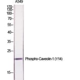 Western Blot - Anti-Caveolin-1 (phospho Tyr14) Antibody (A7034) - Antibodies.com