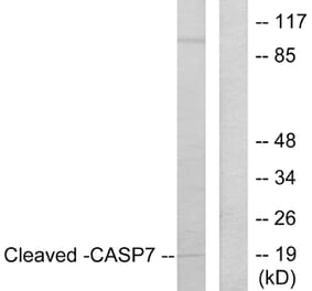 Western Blot - Anti-Caspase 7 (cleaved Asp198) Antibody (L0108) - Antibodies.com