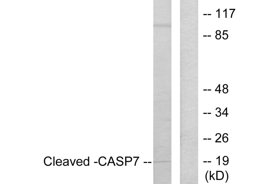 Western Blot - Anti-Caspase 7 (cleaved Asp198) Antibody (L0108) - Antibodies.com