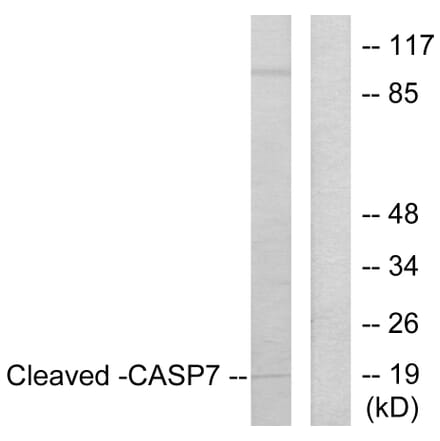 Western Blot - Anti-Caspase 7 (cleaved Asp198) Antibody (L0108) - Antibodies.com