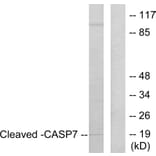 Western Blot - Anti-Caspase 7 (cleaved Asp198) Antibody (L0108) - Antibodies.com