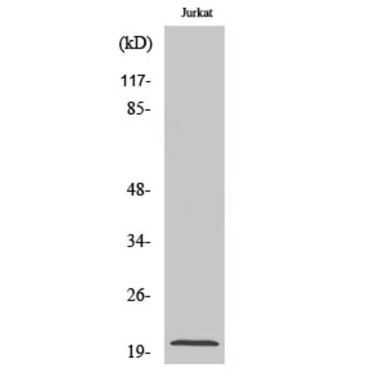 Western Blot - Anti-Caspase 7 (cleaved Asp198) Antibody (L0108) - Antibodies.com