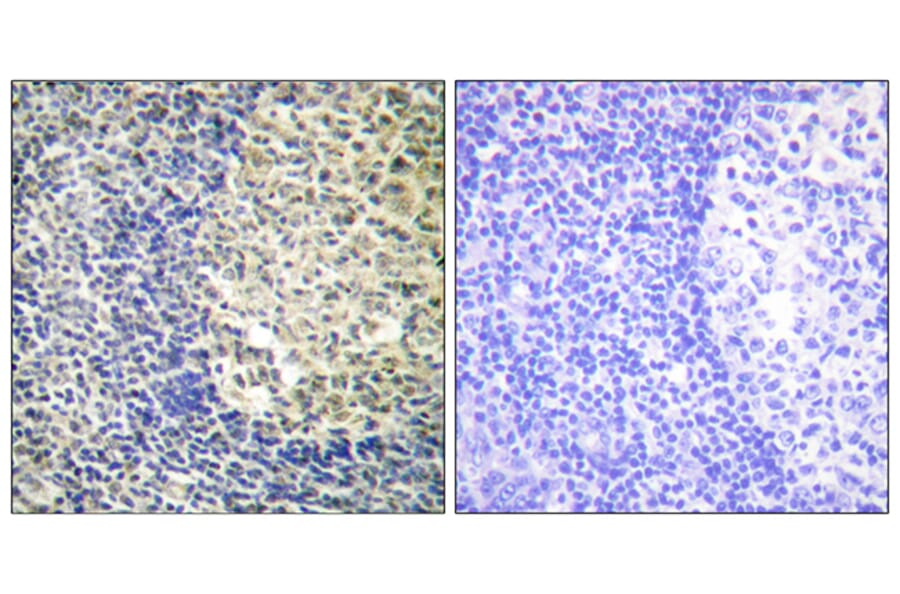 Immunohistochemistry - Anti-p47 phox (phospho Ser370) Antibody (A1171) - Antibodies.com
