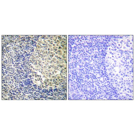 Immunohistochemistry - Anti-p47 phox (phospho Ser370) Antibody (A1171) - Antibodies.com