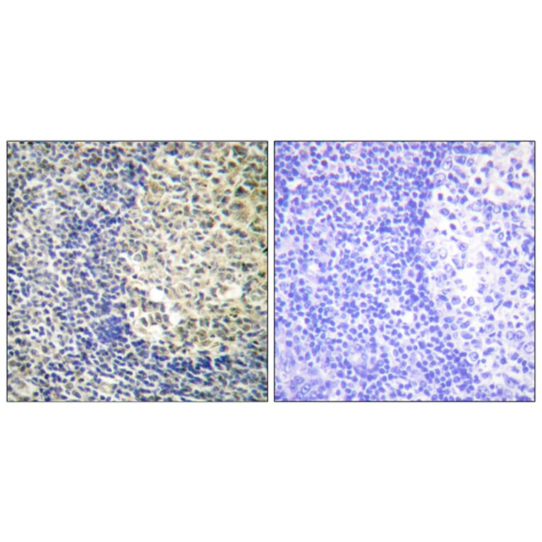 Immunohistochemistry - Anti-p47 phox (phospho Ser370) Antibody (A1171) - Antibodies.com