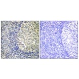 Immunohistochemistry - Anti-p47 phox (phospho Ser370) Antibody (A1171) - Antibodies.com