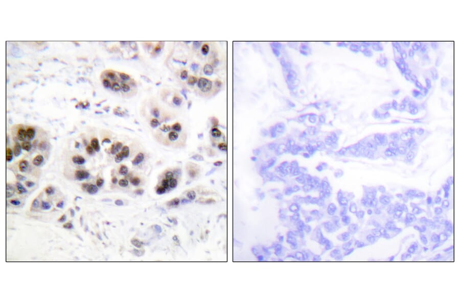 Immunohistochemistry - Anti-Histone H2A (acetyl Lys5) Antibody (D0002) - Antibodies.com