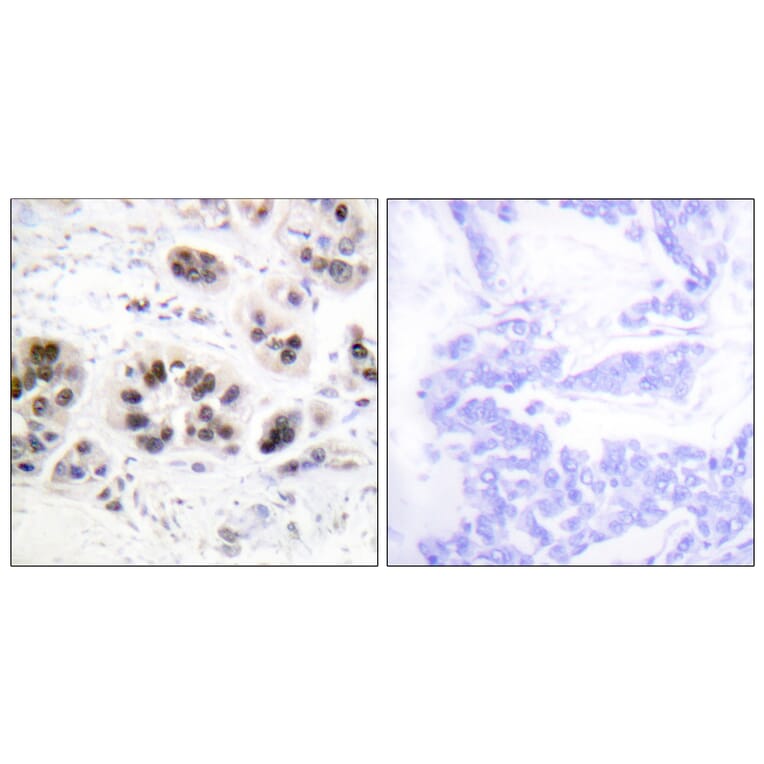 Immunohistochemistry - Anti-Histone H2A (acetyl Lys5) Antibody (D0002) - Antibodies.com