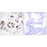 Immunohistochemistry - Anti-Histone H2A (acetyl Lys5) Antibody (D0002) - Antibodies.com