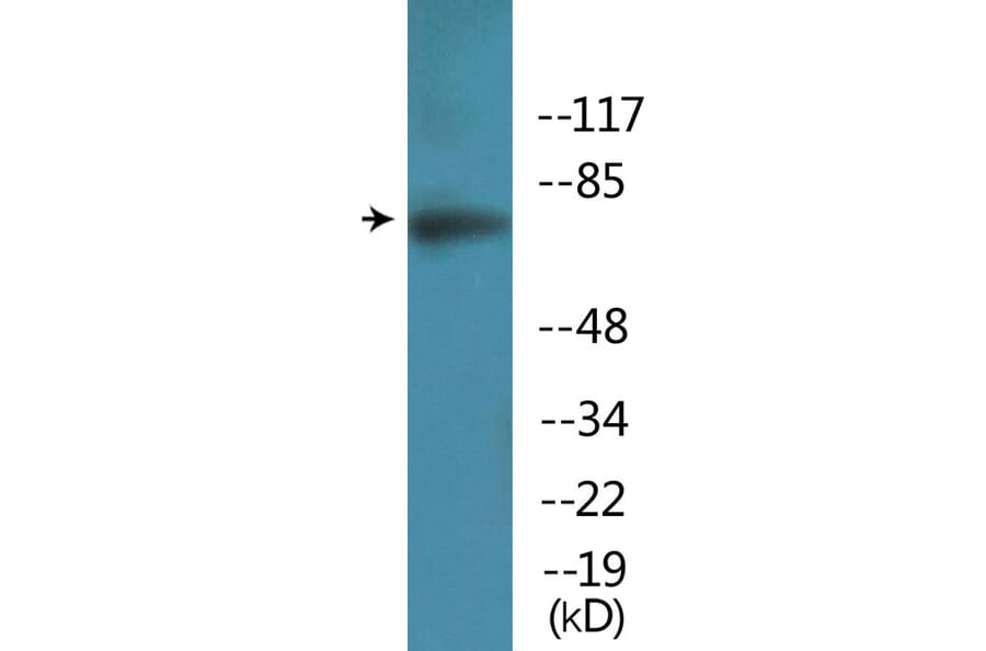 Western Blot - Anti-Artemis (phospho Ser516) Antibody (P12-1076) - Antibodies.com