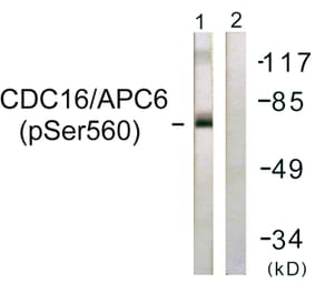 Western Blot - Anti-CDC16 (phospho Ser560) Antibody (A1027) - Antibodies.com